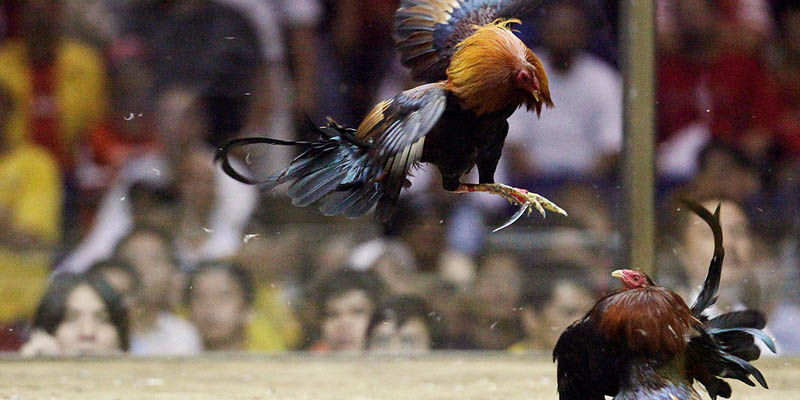 Cách phát hiện gà chọi hay để đặt cược đá gà tre casino