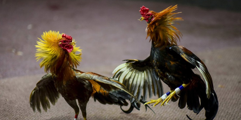 Cách nhận biết đặc điểm dòng gà tốt để tham gia đá gà tre casino