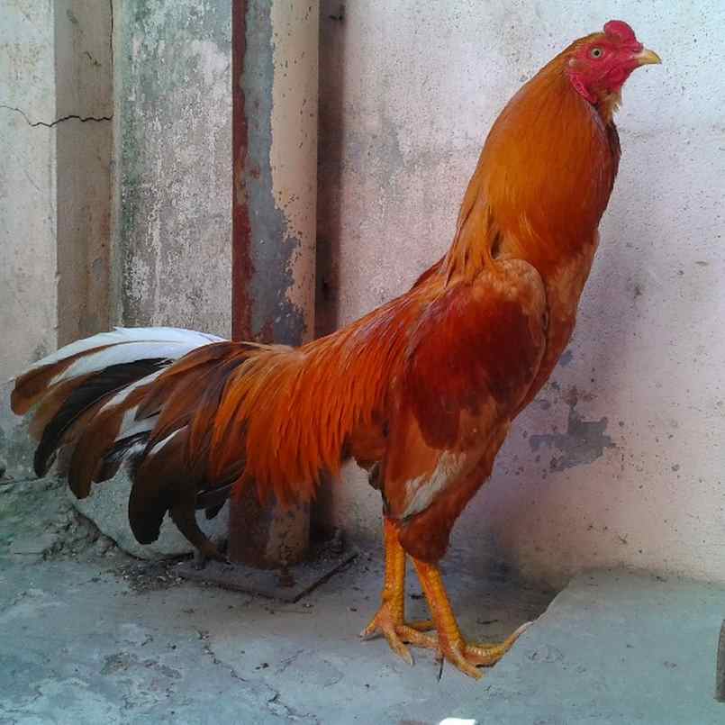 Tiêu chí chọn dòng phù hợp cho đá gà cựa sắt