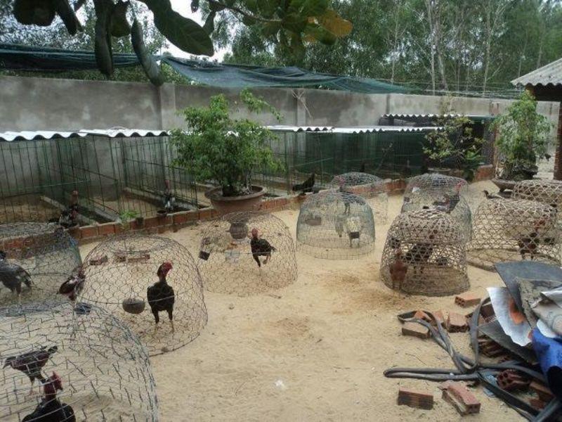 Trại gà chọi Nhân Trí Vương