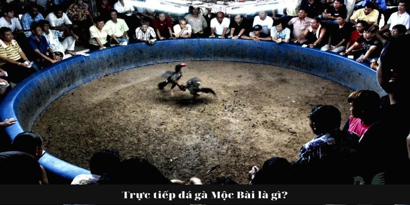 Đá gà Mộc Bài là gì?