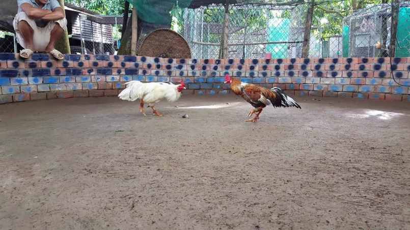 Tất thảy những điều nên biết về  bộ môn đá gà Mỹ