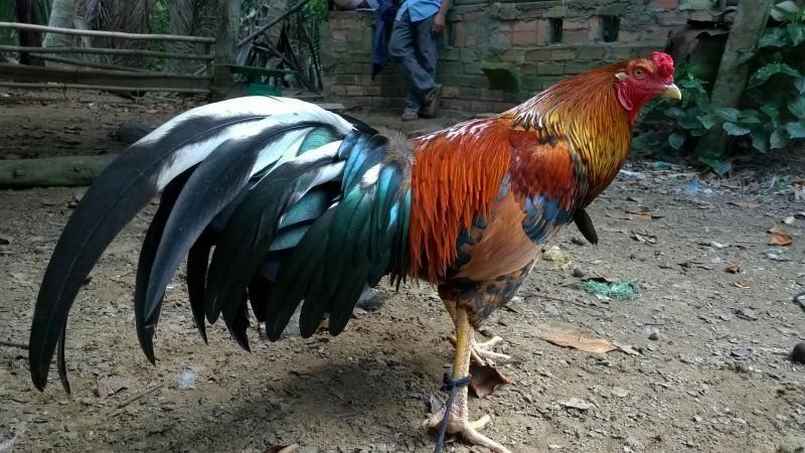 Dòng gà Mỹ được ưa chuộng tại Việt Nam