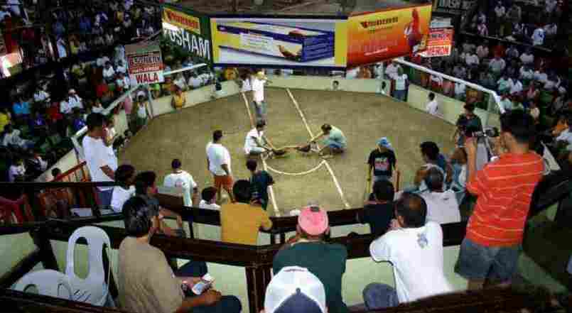 Không khí nhộn nhịp và kịch tính tại một trận đấu tại đá gà thomo