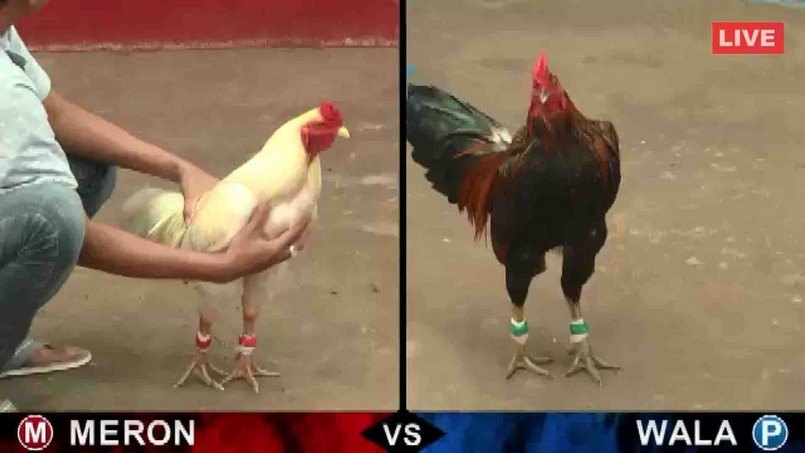 Tính chiến đấu cao của các chiến kê mạnh mẽ trận đá gà thomo trực tuyến