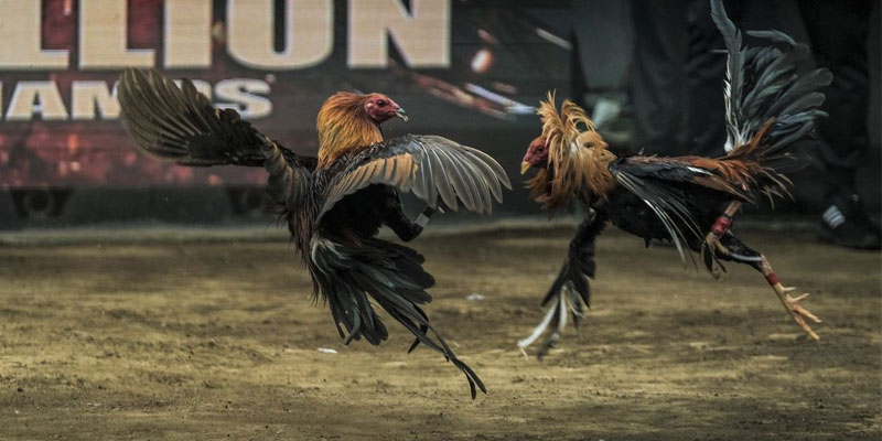 Đá gà tre casino là gì?