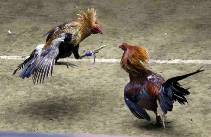 Đây là trường đấu có quy mô lớn tại Campuchia