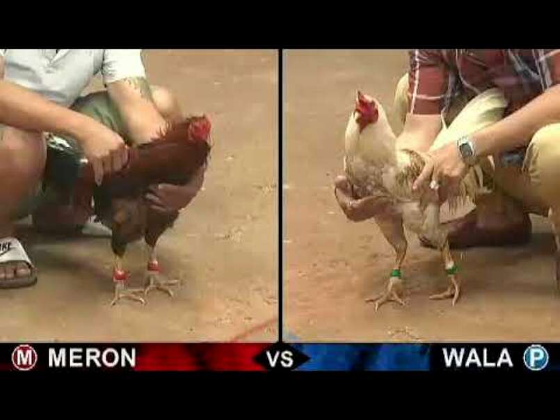 Đá gà trực tiếp hôm nay là hình thức cược hấp dẫn thu hút