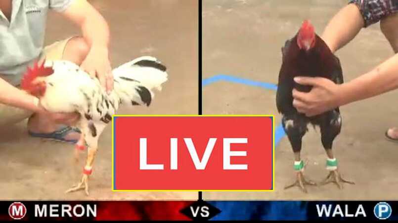 Đá gà trực tiếp hôm nay có kèo Campuchia và Philippines