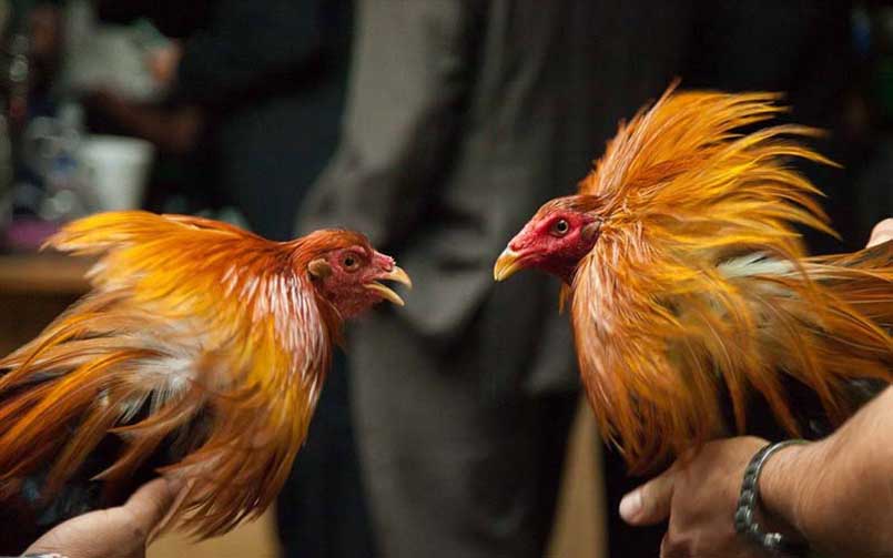 Đá gà trực tiếp thomo và những điều bạn cần biết 