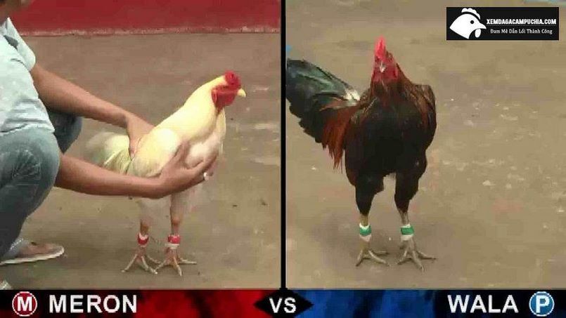 Những thông tin chung giới thiệu về hình thức đá gà Campuchia