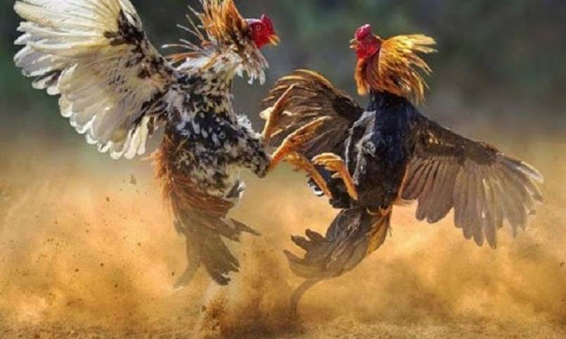 Các hình thức đá gà Campuchia bạn nên biết