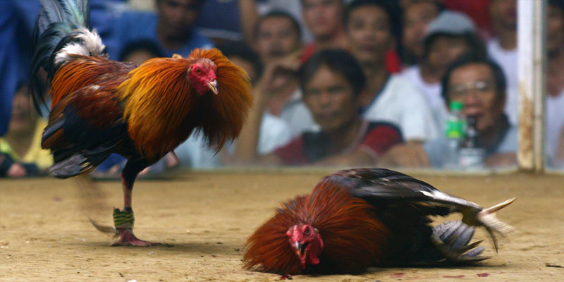 Lợi ích của việc đá gà trong casino online