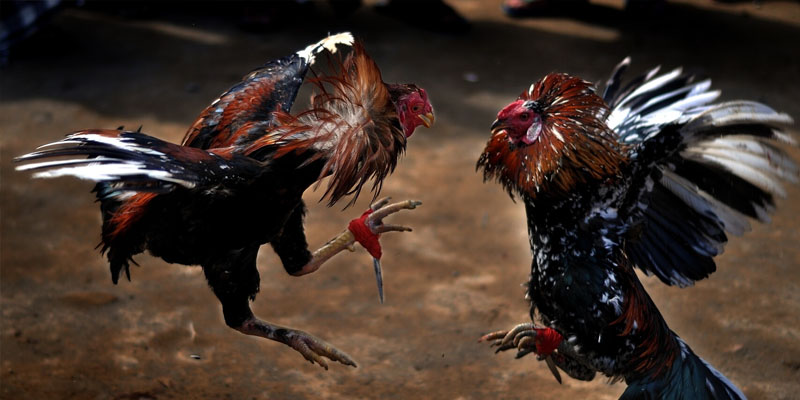 Luật để chơi đá gà casino