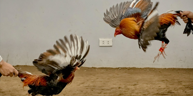 Lưu ý để có thể chơi đá gà casino trực tuyến hiệu quả