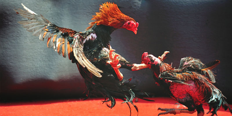 Tiêu chuẩn lựa chọn và huấn luyện kỹ năng cho gà tre