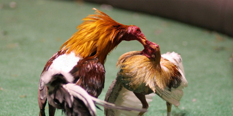 Đá gà casino trực tiếp là gì?