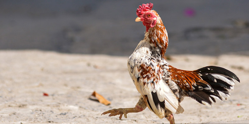 Âm thanh. hình ảnh khi trực tiếp đá gà casino rất rõ ràng, sống động